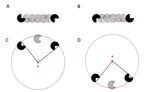 Perceptual organization of apparent motion